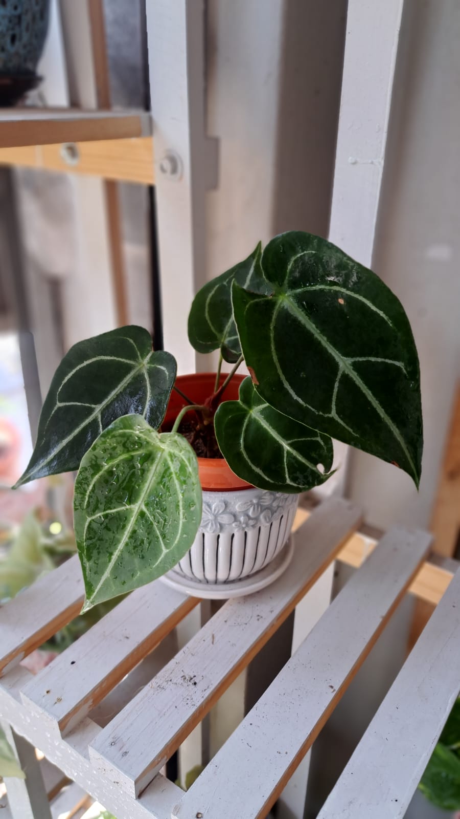 Philodendron Rosa